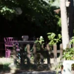 hvorfor-ikke-plante-birke-og-poppeltraeer-i-naerheden-af-huset.webp.webp