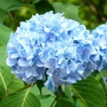 saadan-planter-du-hortensia-paa-egen-haand-nyttige-tips.webp.webp