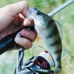 skal-man-genudsaette-en-fanget-fisk-sandheden-som-fiskere-ikke.webp.webp